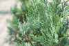 Купить кипарисовик лавсона columnaris (columnaris glauca) деревья и растения