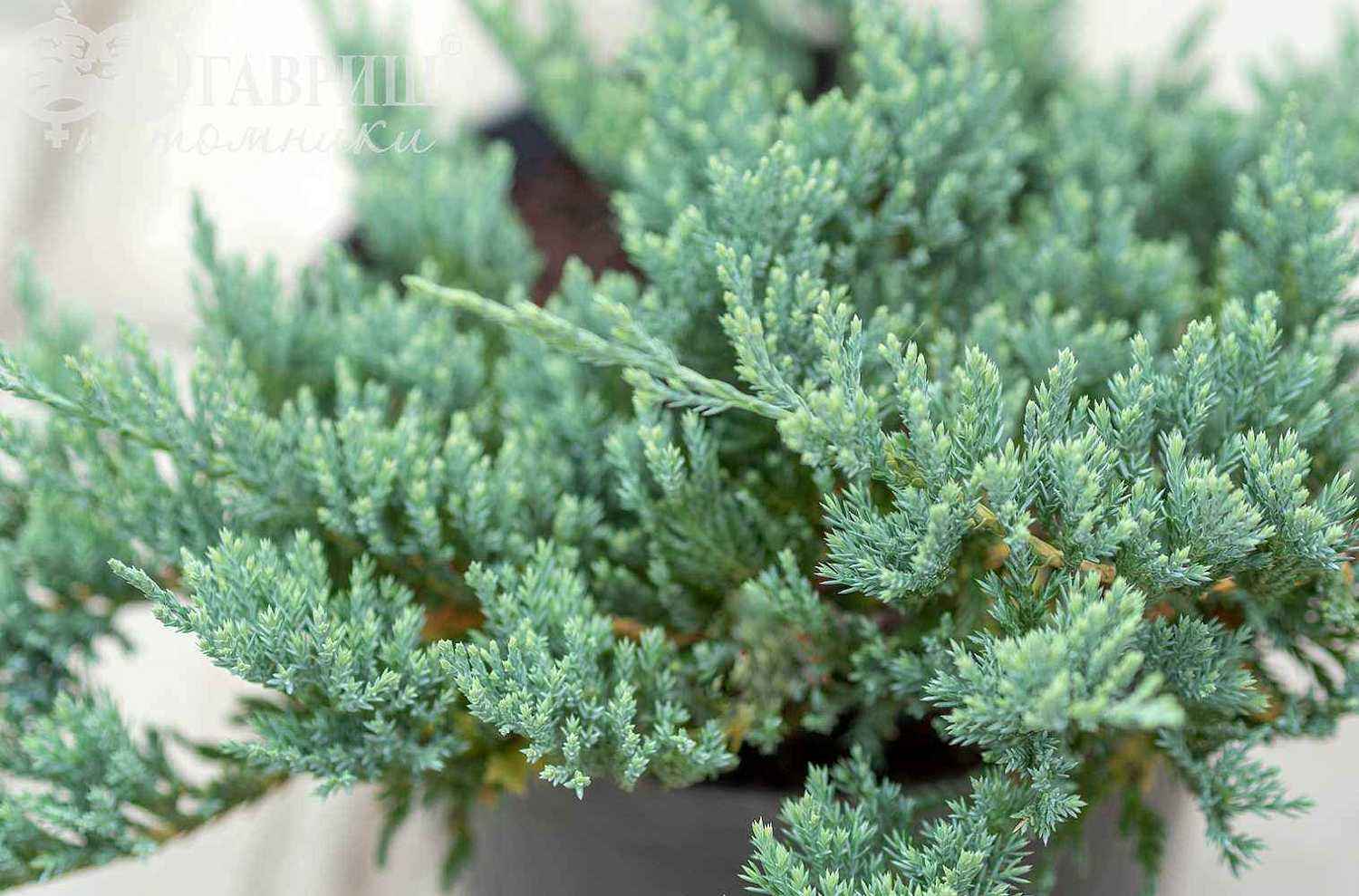 Можжевельник горизонтальный Blue Chip