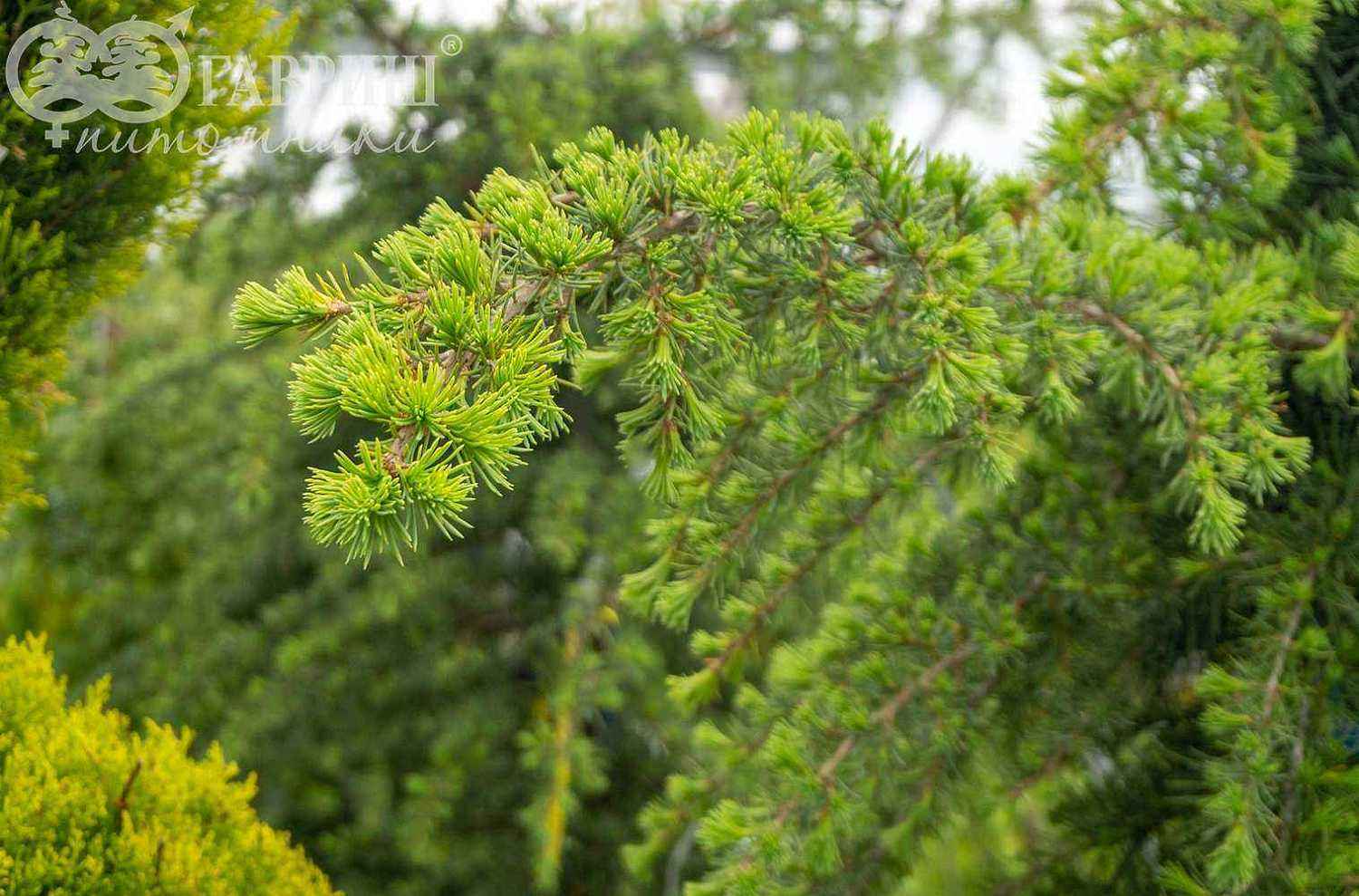 Кедр деодара Pendula