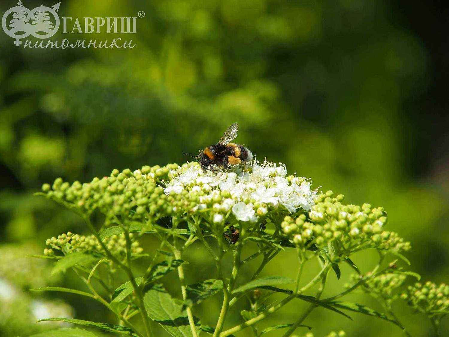 Спирея японская Albiflora