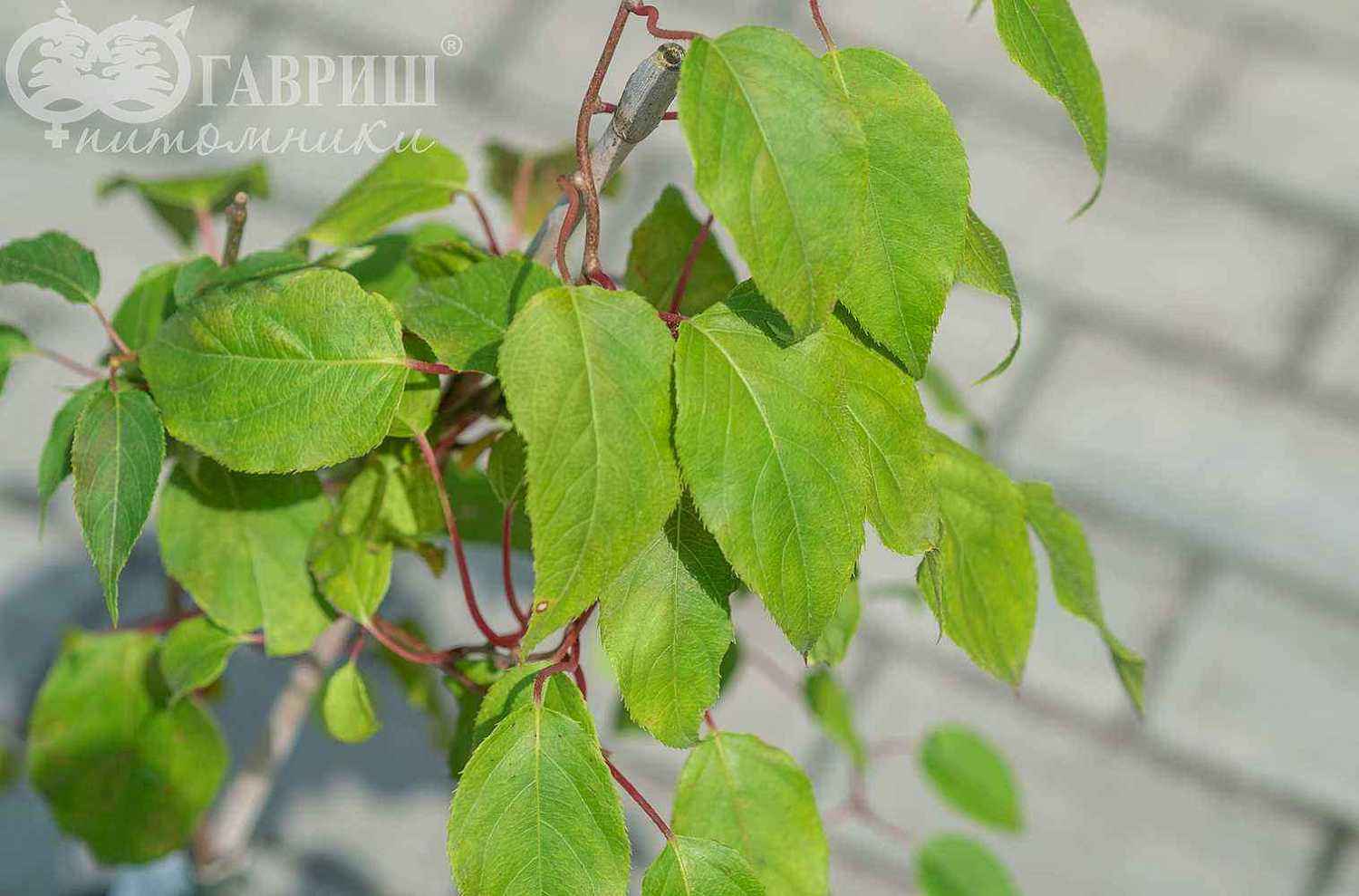 Актинидия Аргута (острая) Weiki