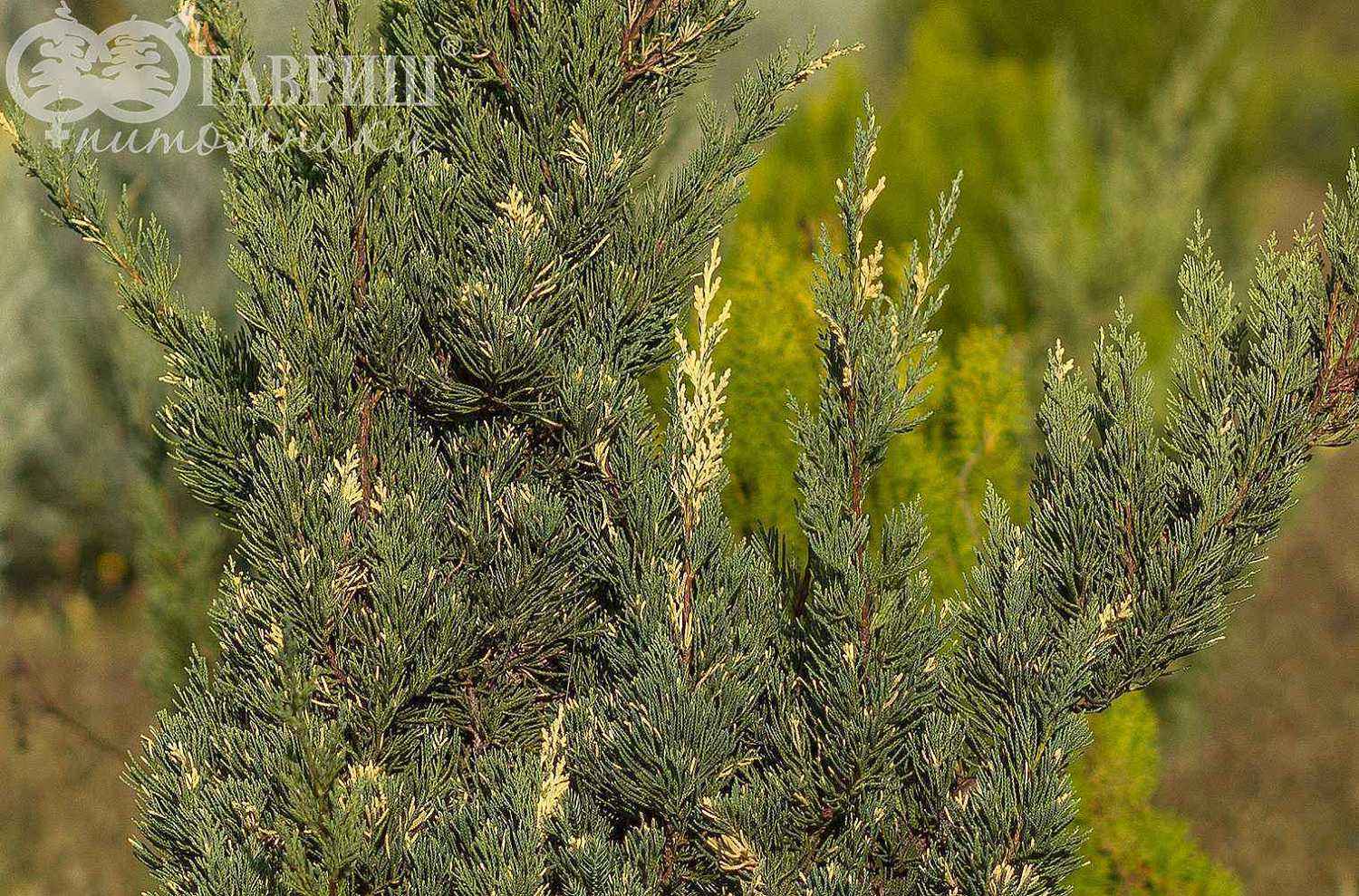 Можжевельник казацкий Variegata