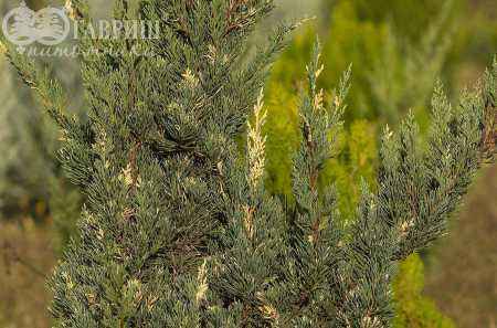 Купить можжевельник казацкий variegata деревья и растения