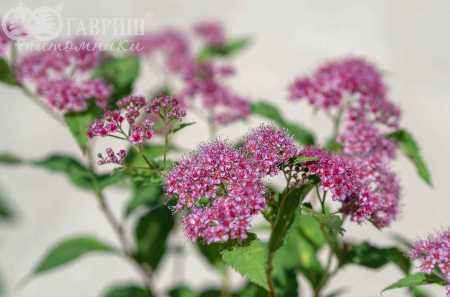 саженцы Спирея японская Dart`s Red