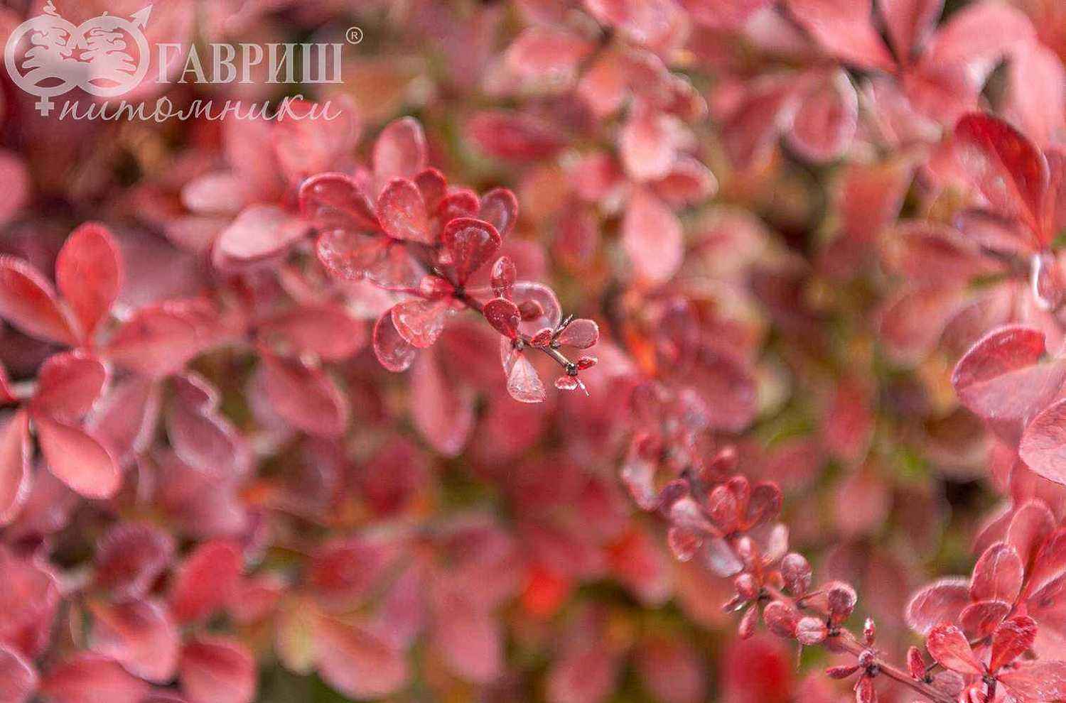 Барбарис Тунберга Atropurpurea Nana