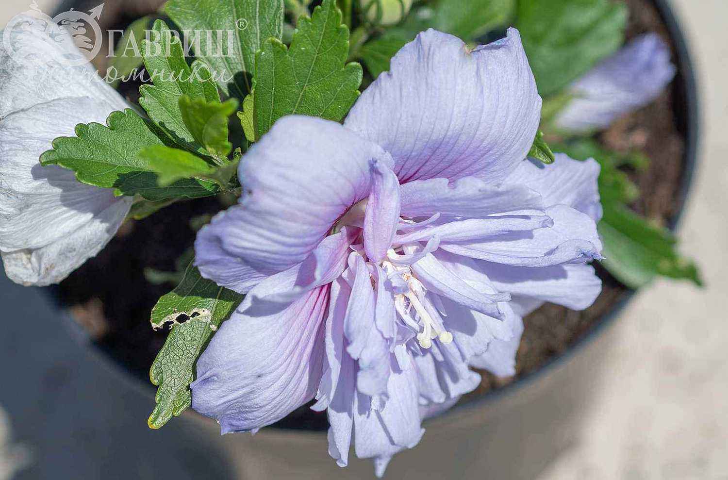 Гибискус сирийский Blue Chiffon