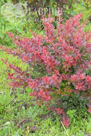 саженцы Барбарис Тунберга Atropurpurea Nana