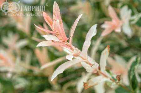 саженцы Ива цельнолистная Hakuro-nishiki (Albovariegata)