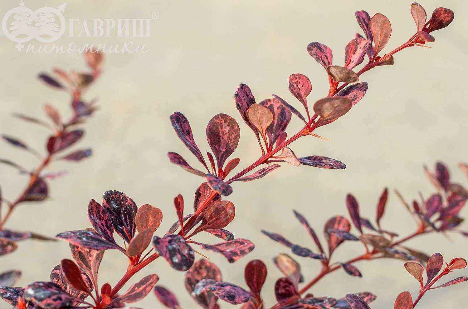 Барбарис Тунберга Rose Glow