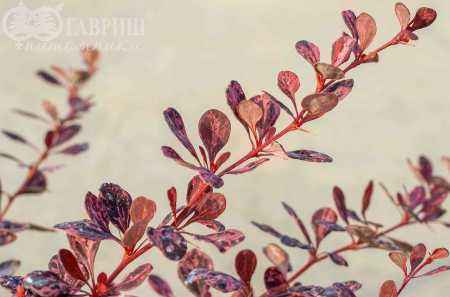 саженцы Барбарис Тунберга Rose Glow