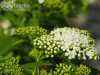 саженцы Спирея японская Albiflora