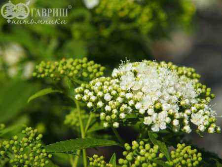 саженцы Спирея японская Albiflora