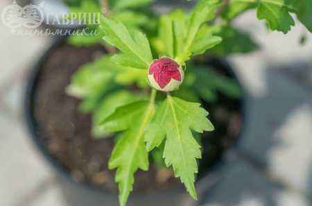 саженцы Гибискус сирийский  Pink Giant