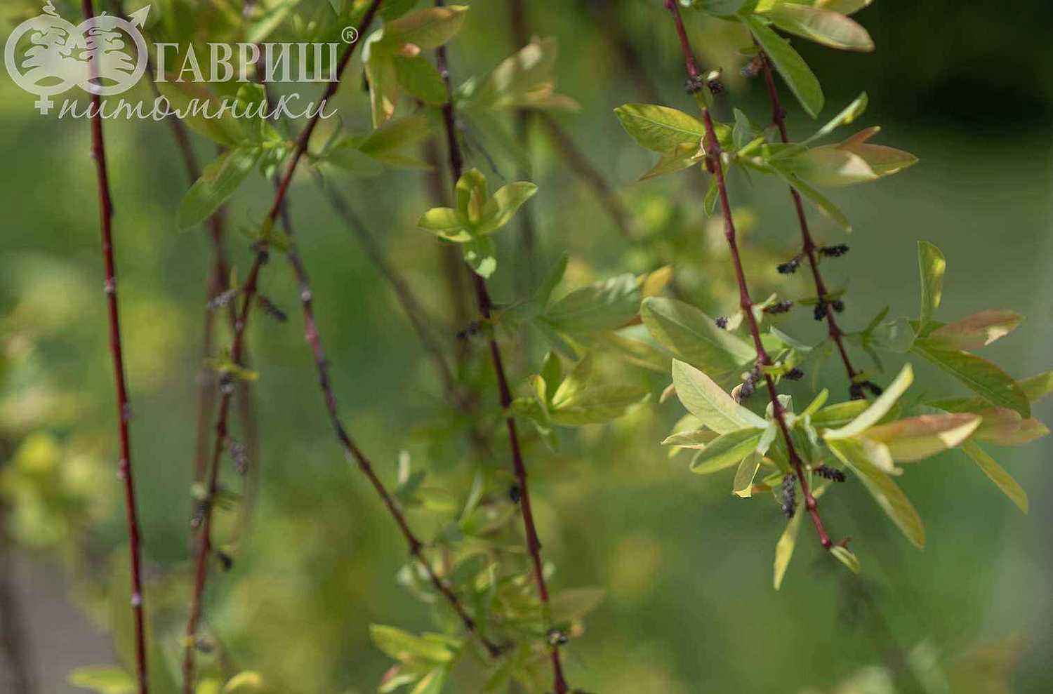 Ива цельнолистная Pendula