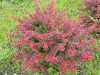 саженцы Барбарис Тунберга Atropurpurea Nana