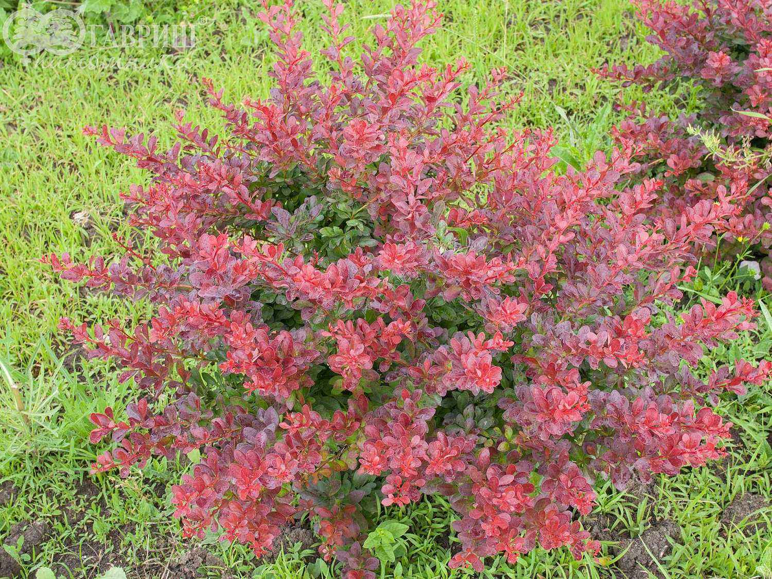 Барбарис Тунберга Atropurpurea Nana