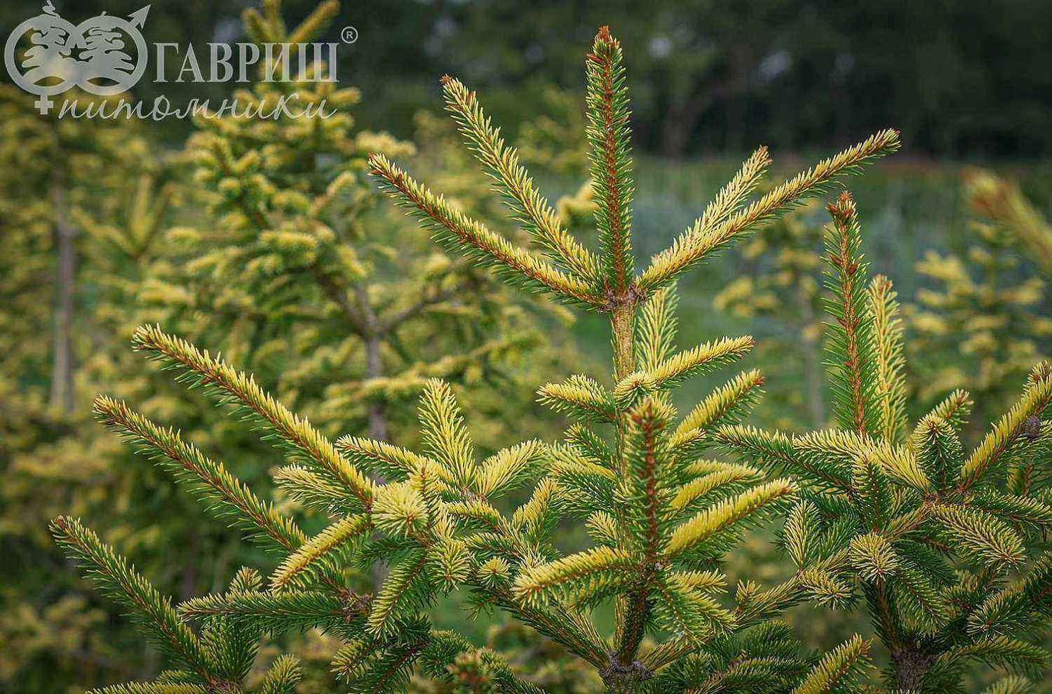 Ель восточная Aureospicata