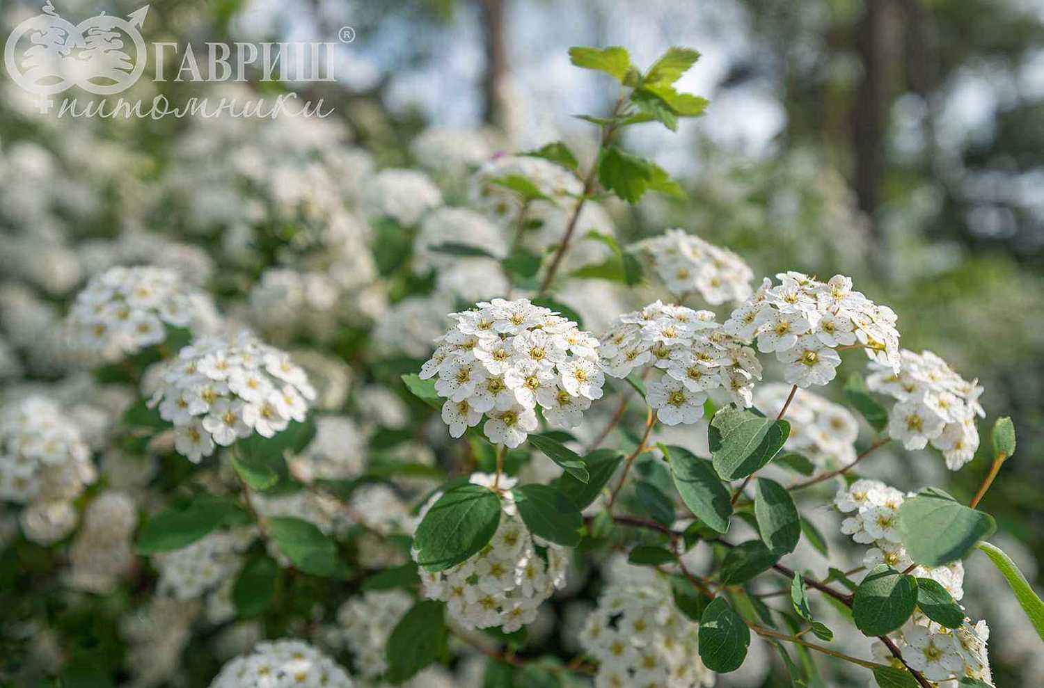 Спирея Vanhouttei