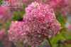 саженцы Гортензия метельчатая Grandiflora
