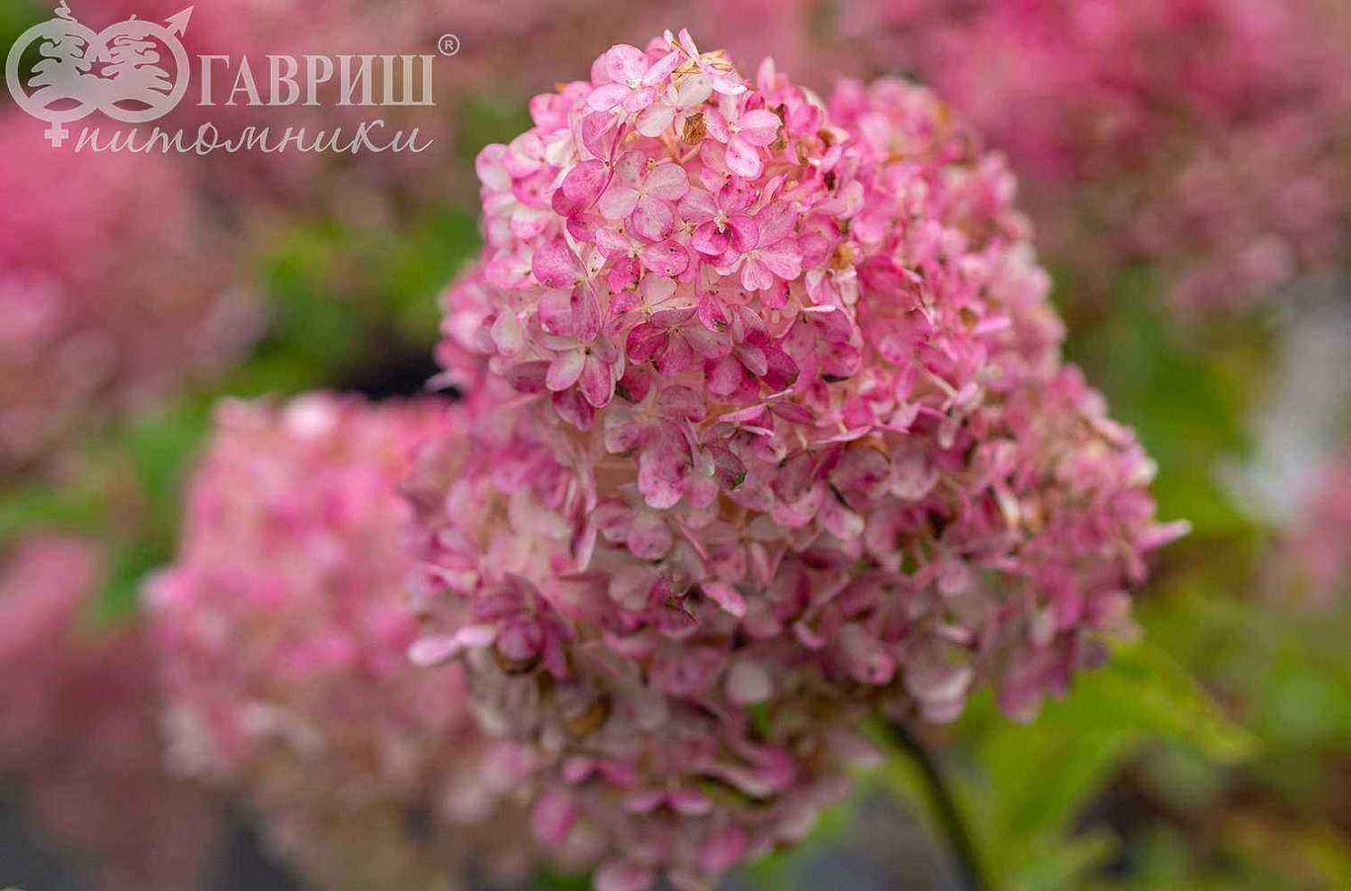 Гортензия метельчатая Grandiflora