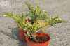 Купить можжевельник китайский expansa variegata деревья и растения