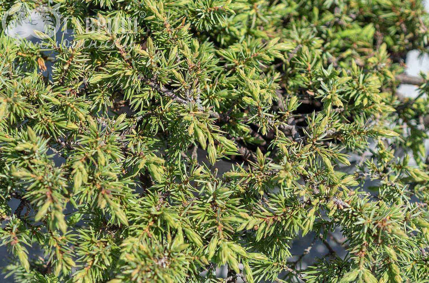 Можжевельник обыкновенный Green Carpet