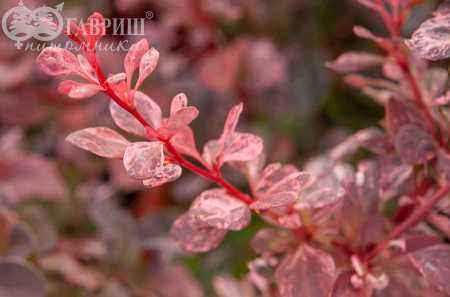 саженцы Барбарис Тунберга Rose Glow