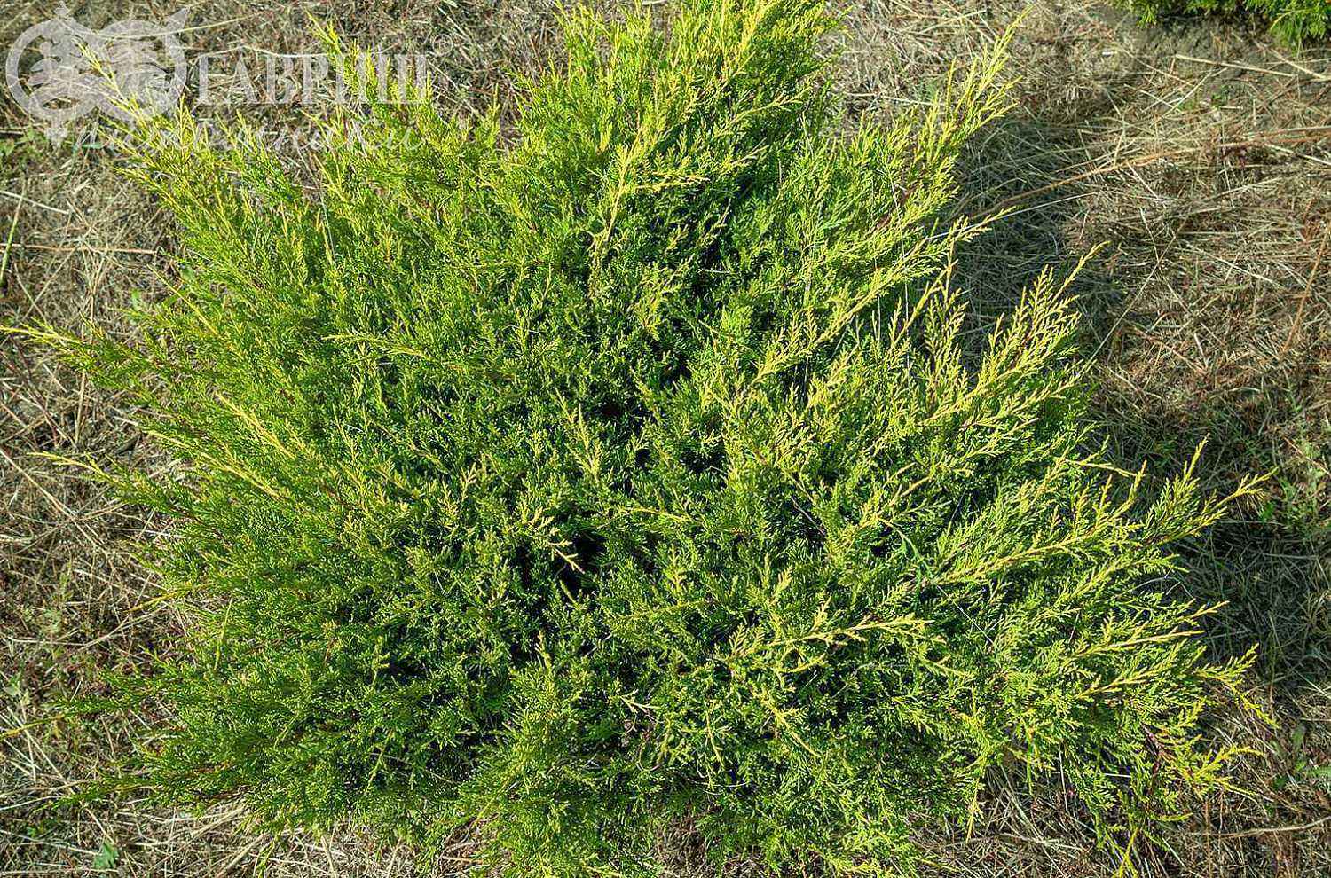 Можжевельник средний Mordigan Gold