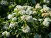 саженцы Спирея японская Albiflora
