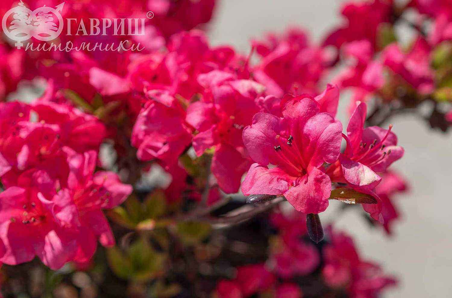 Азалия японская Rosali