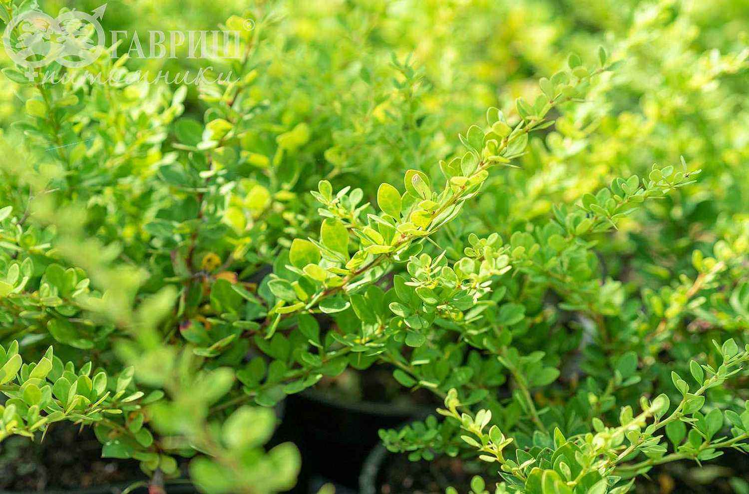 Барбарис Тунберга Green Ornament