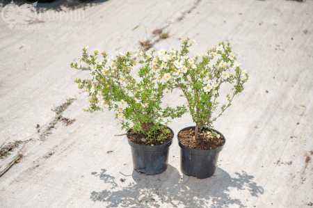 саженцы Лапчатка кустарниковая Abbotswood