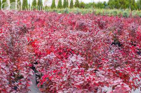 саженцы Барбарис Тунберга Atropurpurea