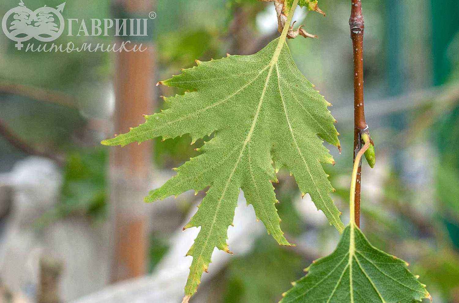 Береза плакучая Laciniata (var. dalecarlica )