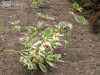 саженцы Дерен белый Sibirica Variegata