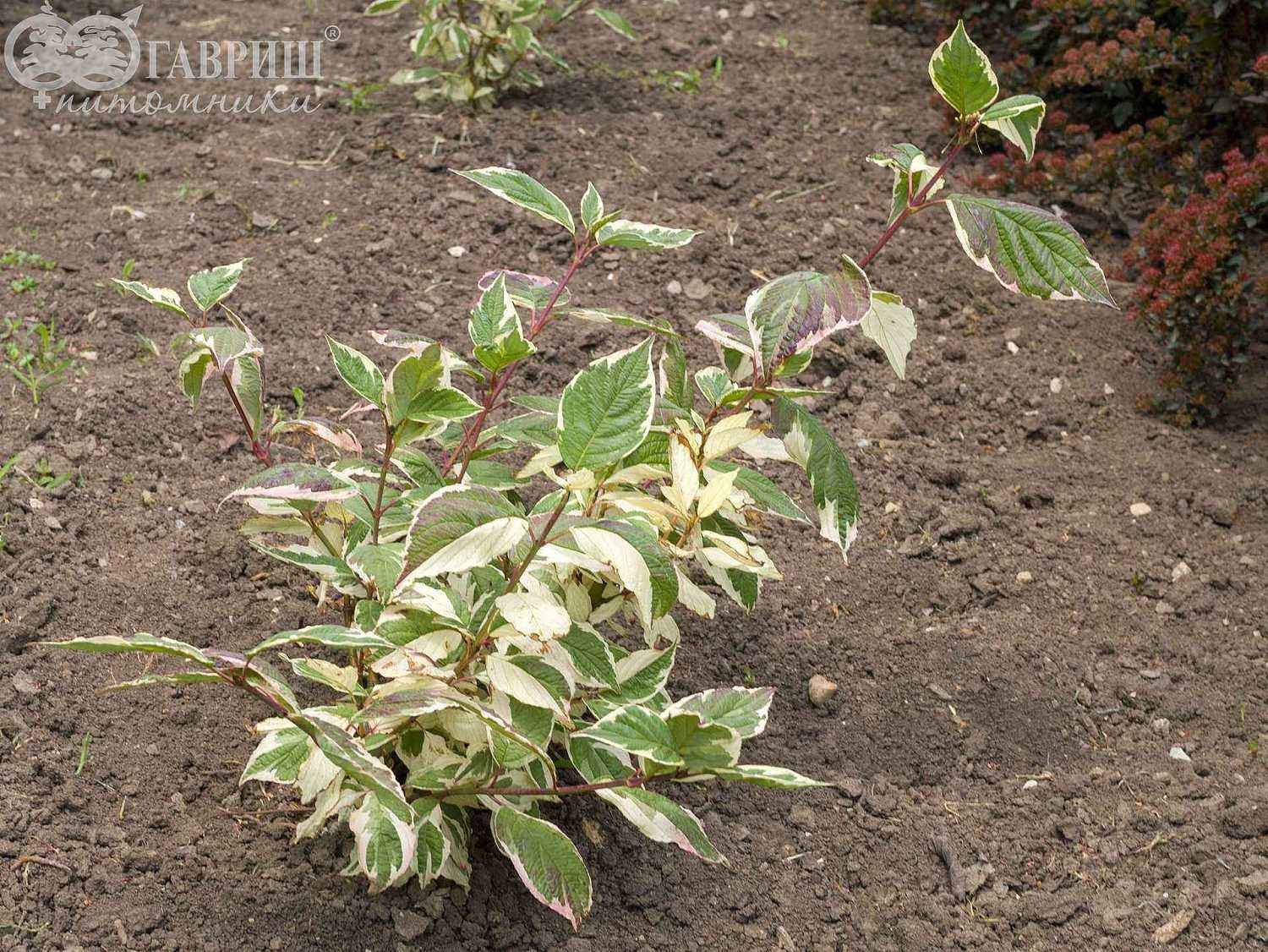 Дерен белый Sibirica Variegata
