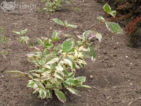 саженцы Дерен белый Sibirica Variegata