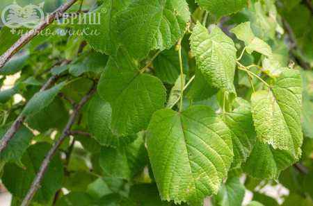 Саженцы липа крупнолистная rubra