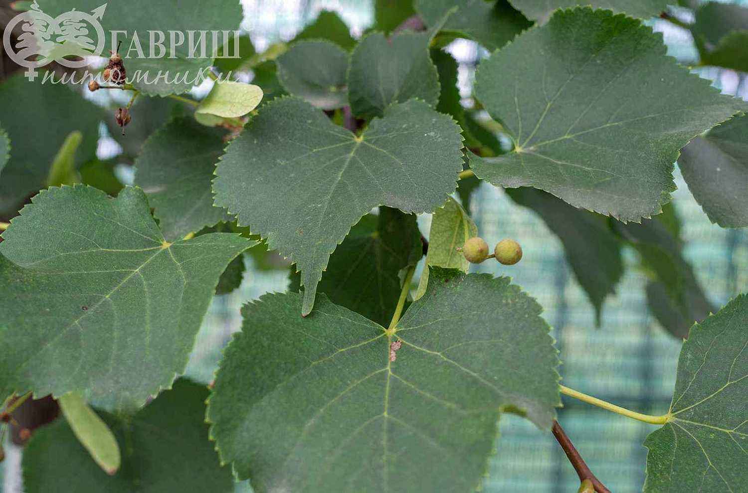 Липа мелколистная (сердцевидная)