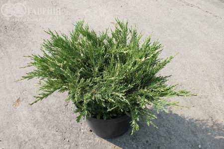 Купить можжевельник горизонтальный andorra variegata деревья и растения