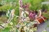 саженцы Жимолость Гекрота Variegata