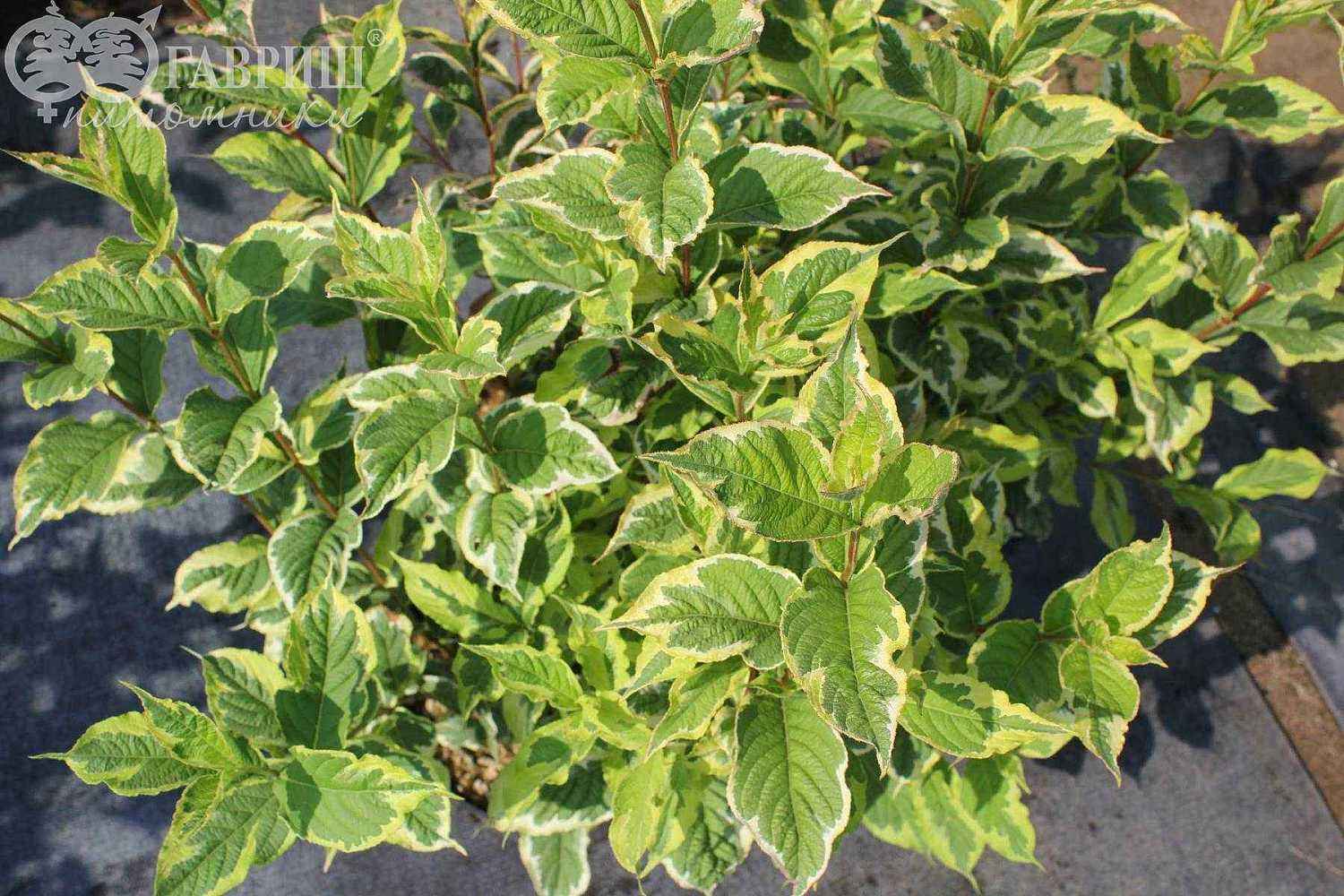 Вейгела цветущая Nana Variegata