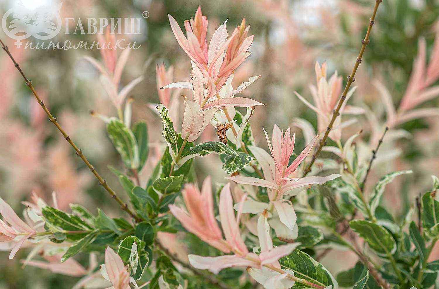Ива цельнолистная Hakuro-nishiki (Albovariegata)