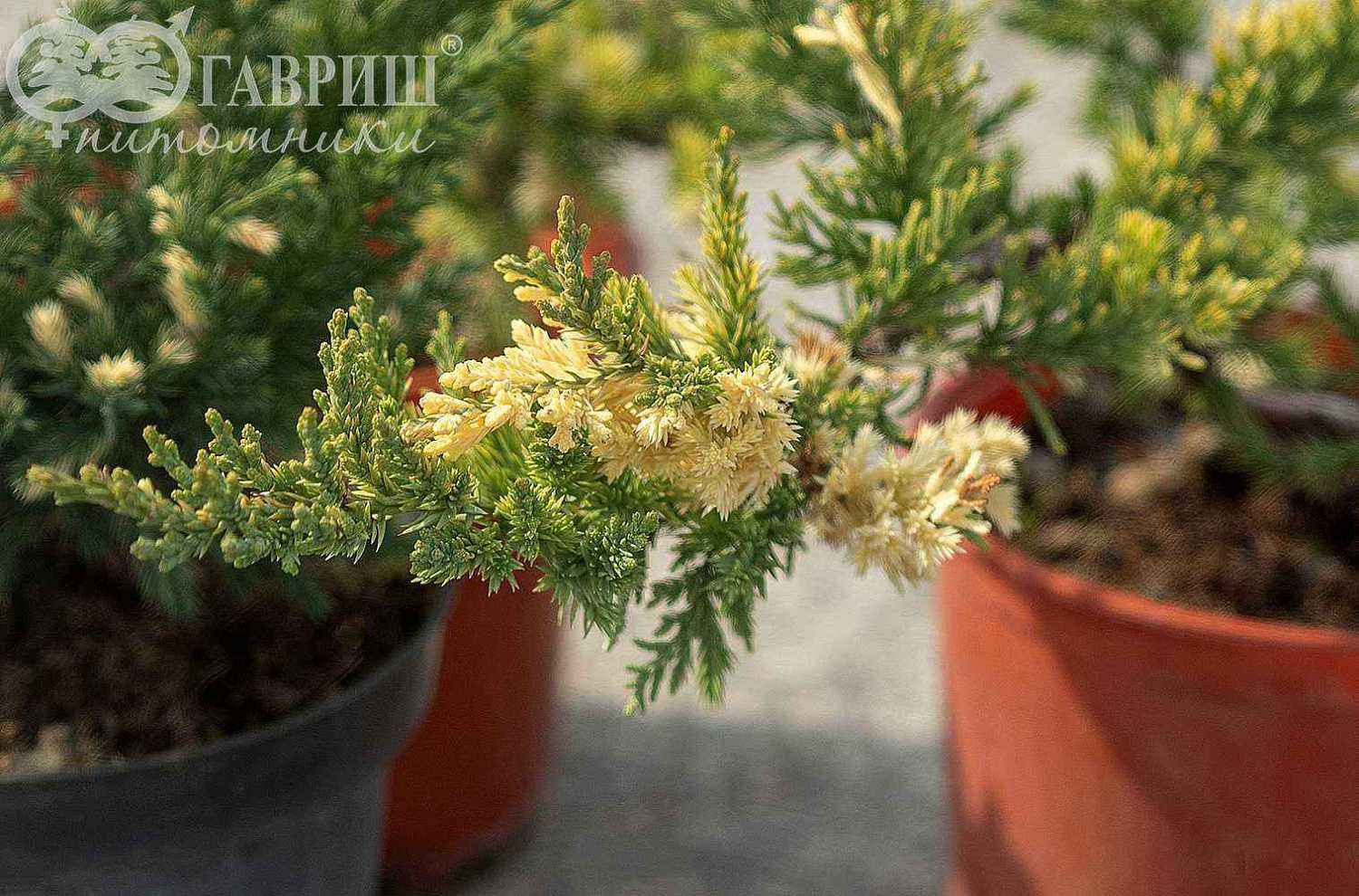 Можжевельник китайский Expansa Variegata