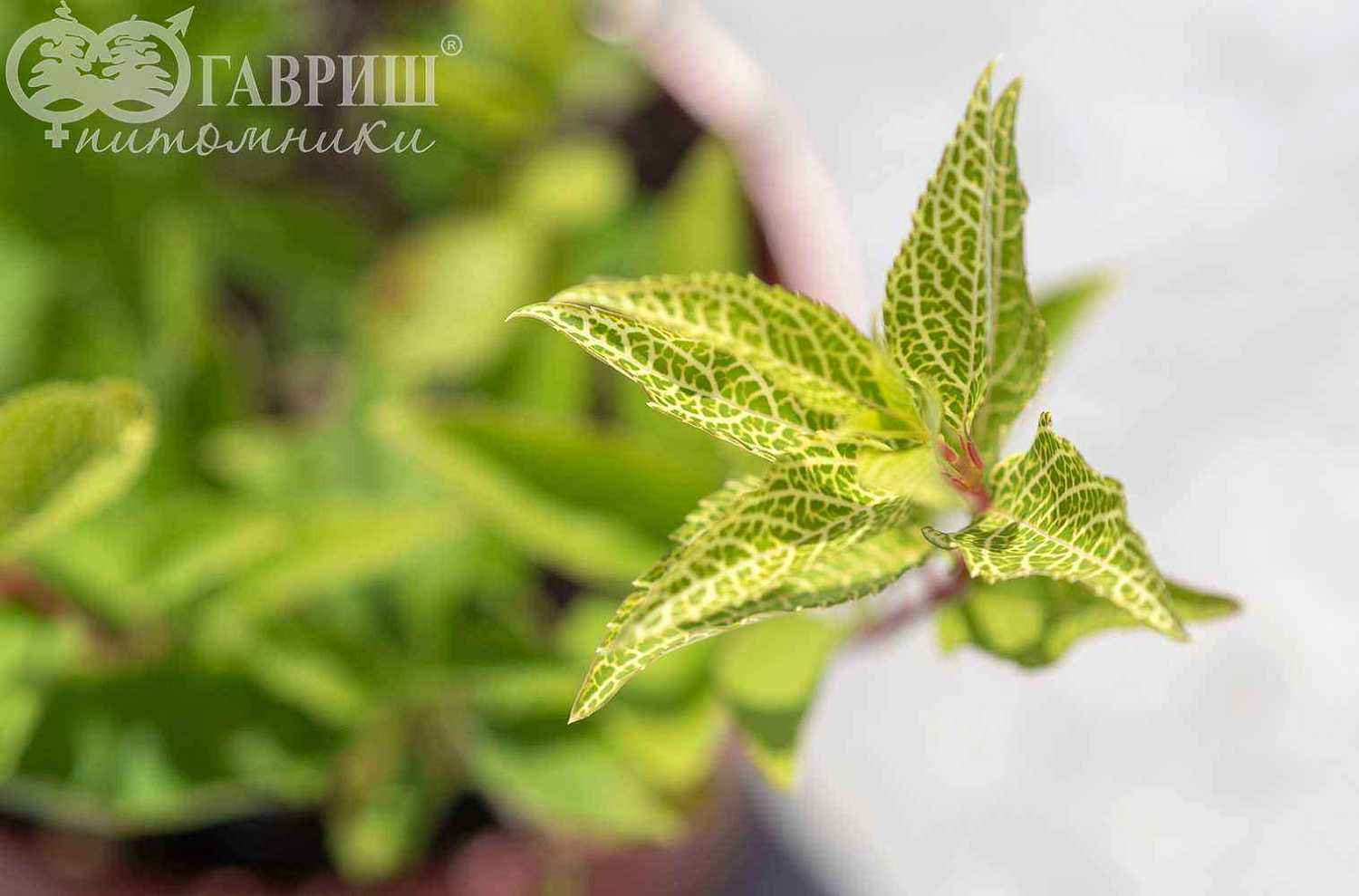 Форзиция промежуточная (корейская) Kumson