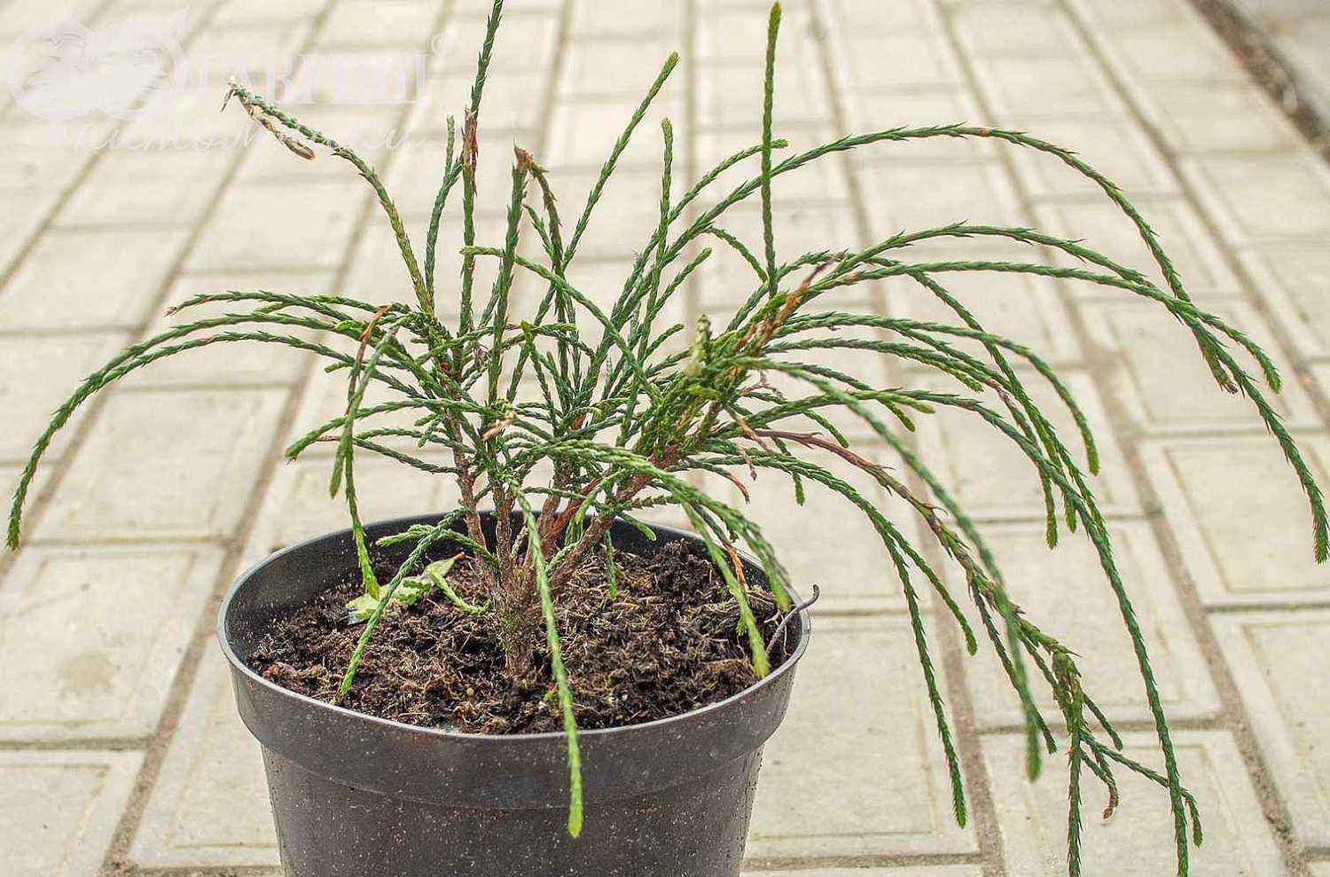 Туя складчатая Whipcord