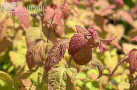 саженцы Спирея японская Macrophylla