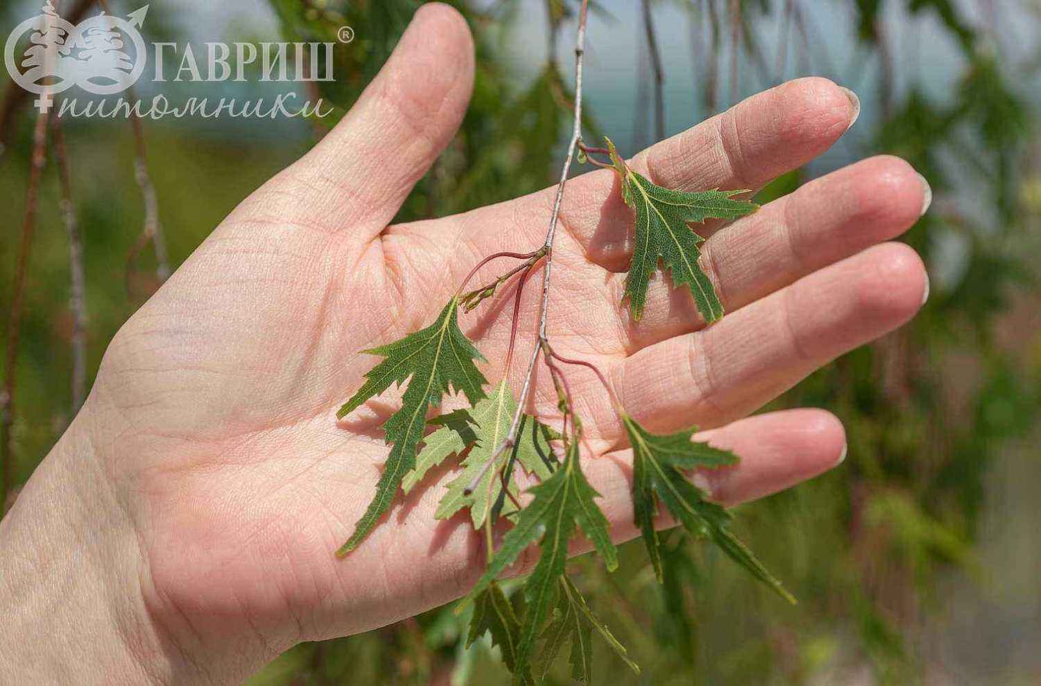 Берёза бородавчатая Gracilis