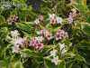 саженцы Вейгела цветущая Nana Variegata