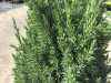 Купить можжевельник китайский stricta деревья и растения